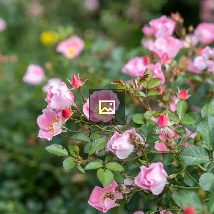 Pink flower