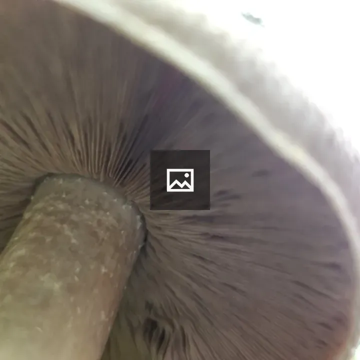 Gills of a Mushroom Agaricus