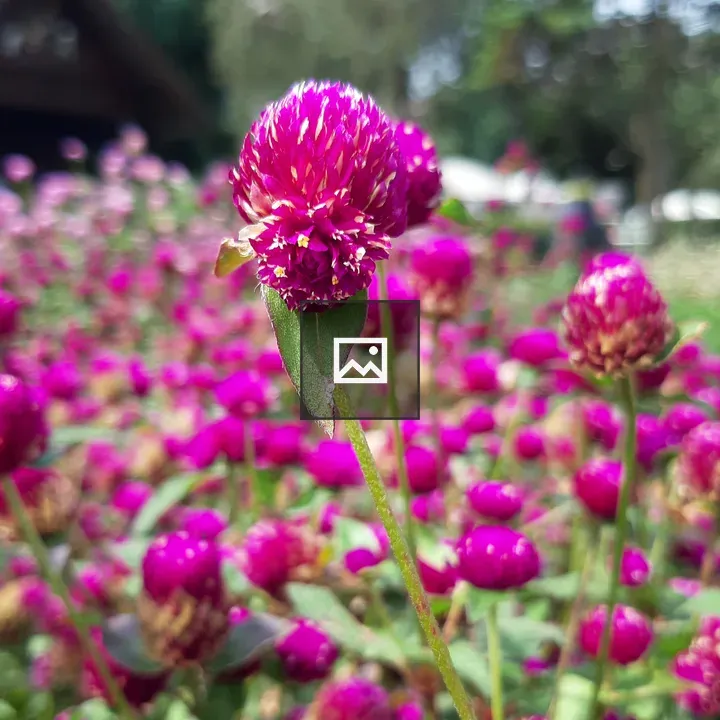 Flowers in Lembang