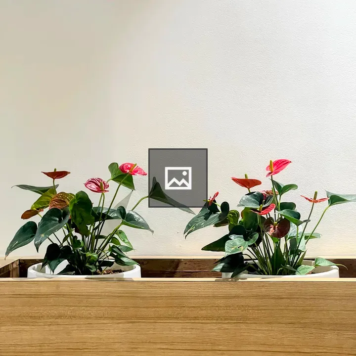 Two Anthurium Plants on Wood
