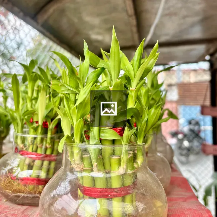 Glass vases with bamboo stalks