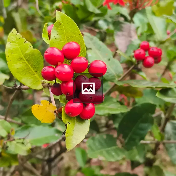 Cluster of Bright Red Berries