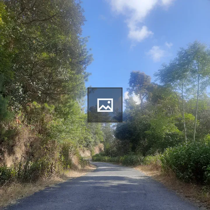 Paved path between trees