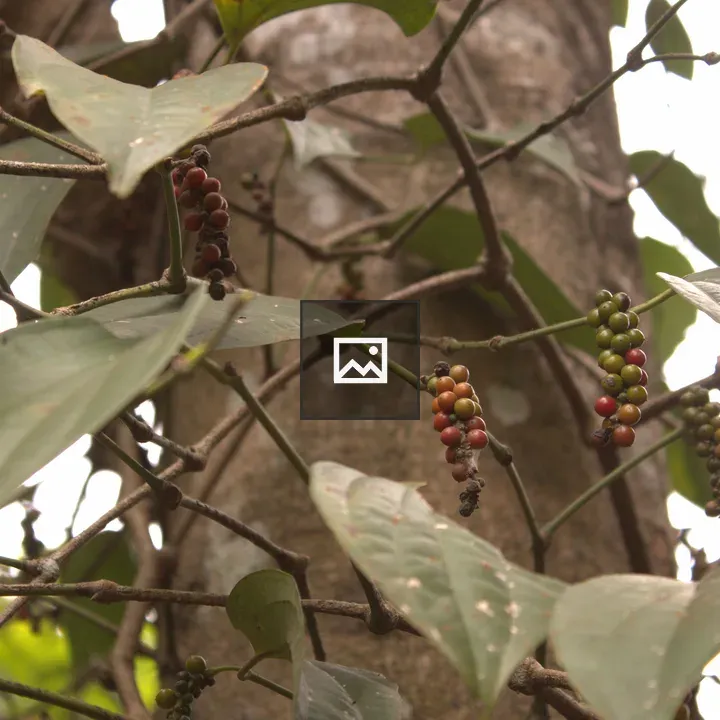 Fruit berry tree