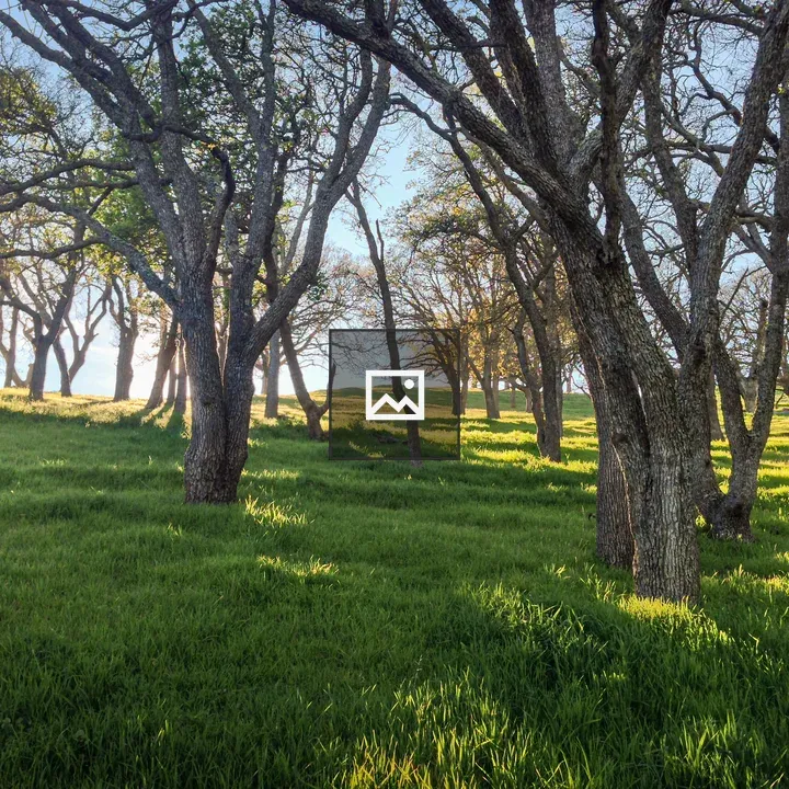 Sun through the trees