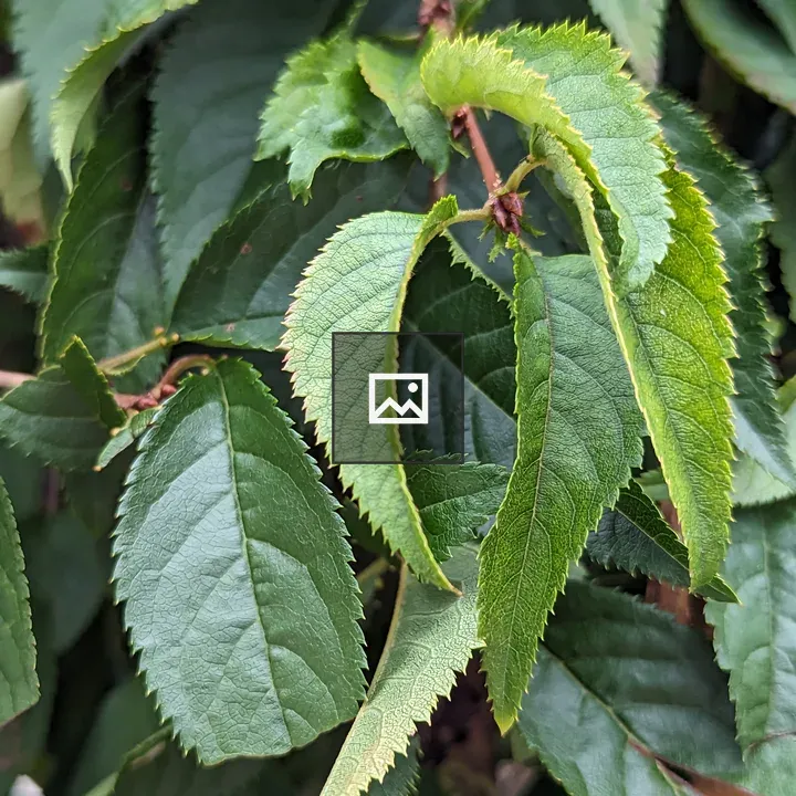 Leafs Wilting Green