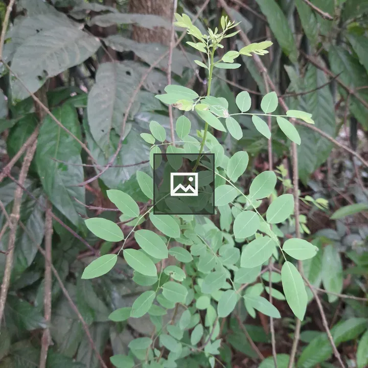 Green Plant Close-up