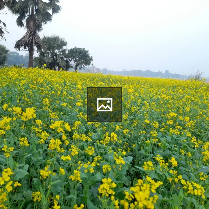 Mustard Field with Trees