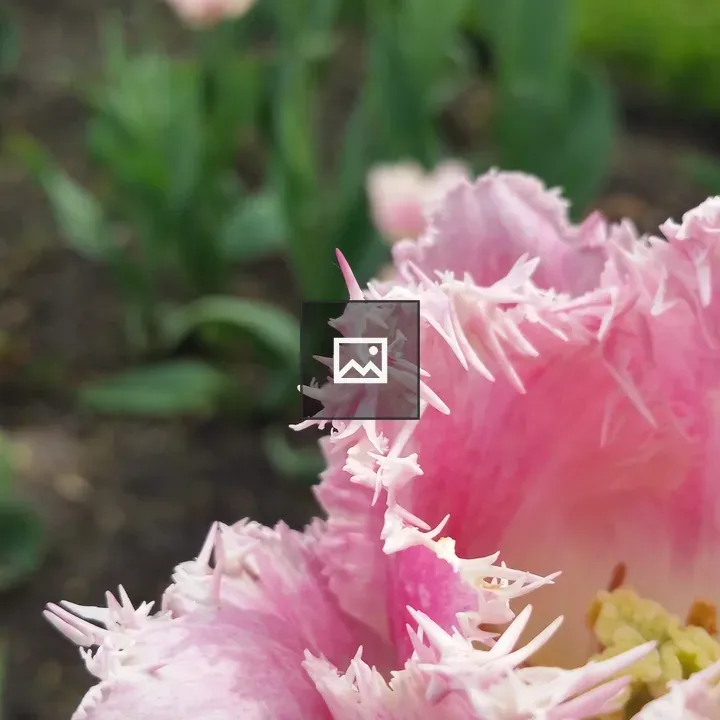 Ragged Tulips