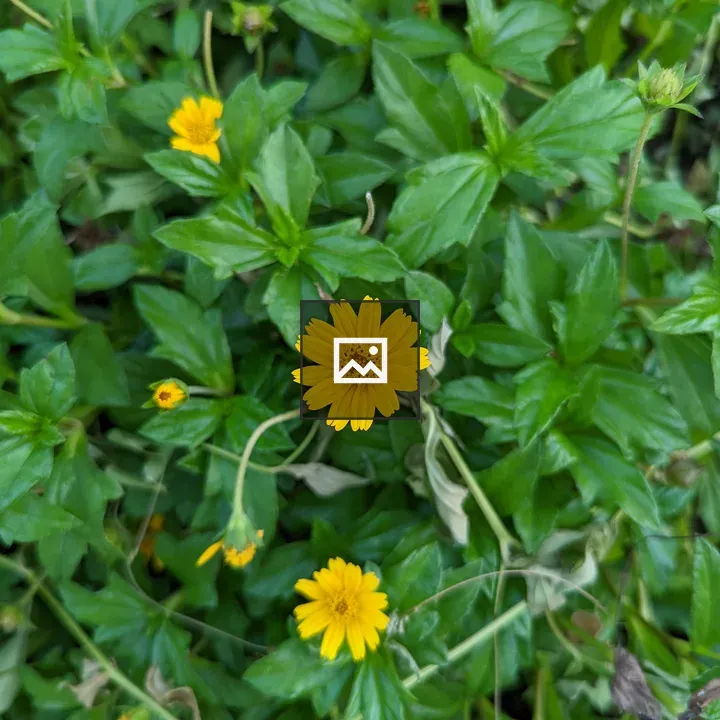 Wild yellow flower