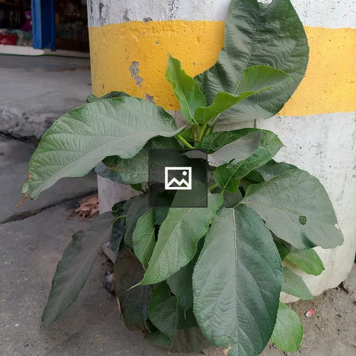 Green Plant beside Yellow-Stripped Pole