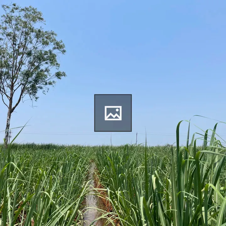 Sugarcane Field with Tall Tree