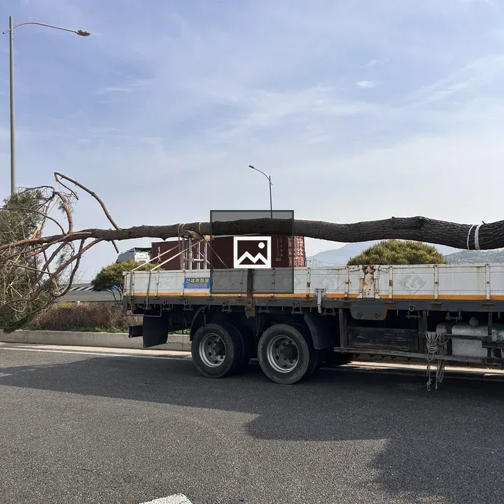 Partially Cut Tree Trunk on Flatbed Truck