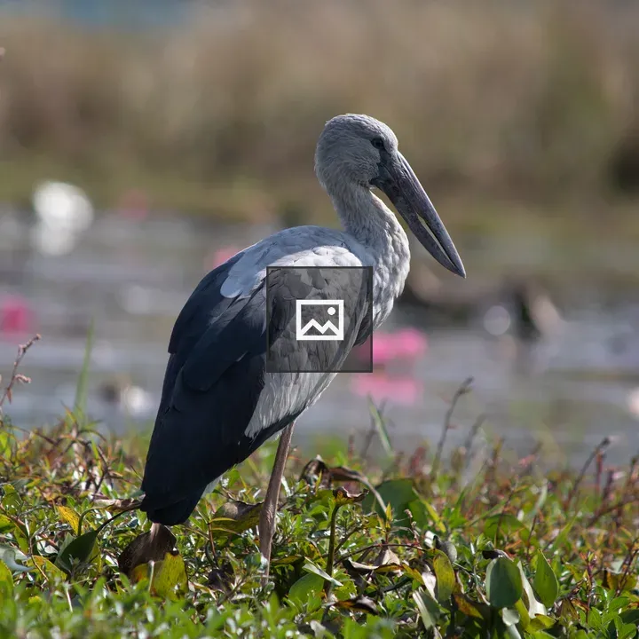 Asian Openbill