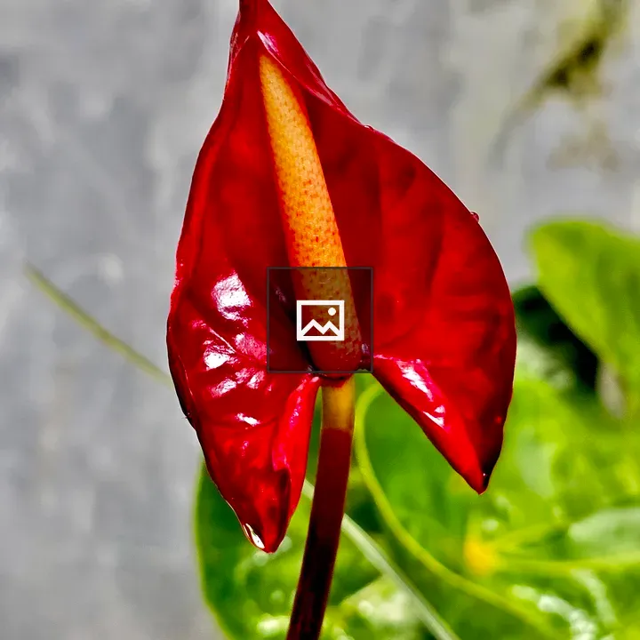 Maroon anthurium flower