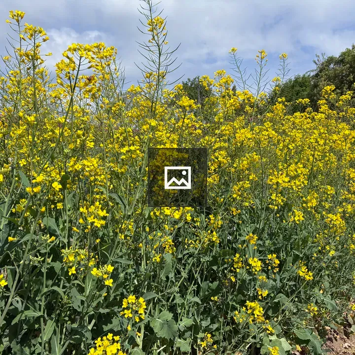Canola Field in Bloom