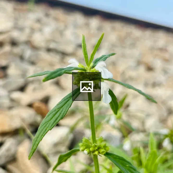 Flowering Plant Close-Up
