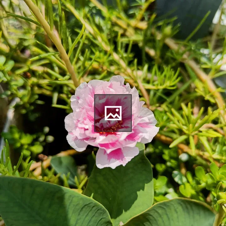 Garden flower