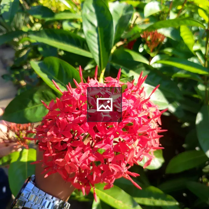 Red Flower Cluster with Hand