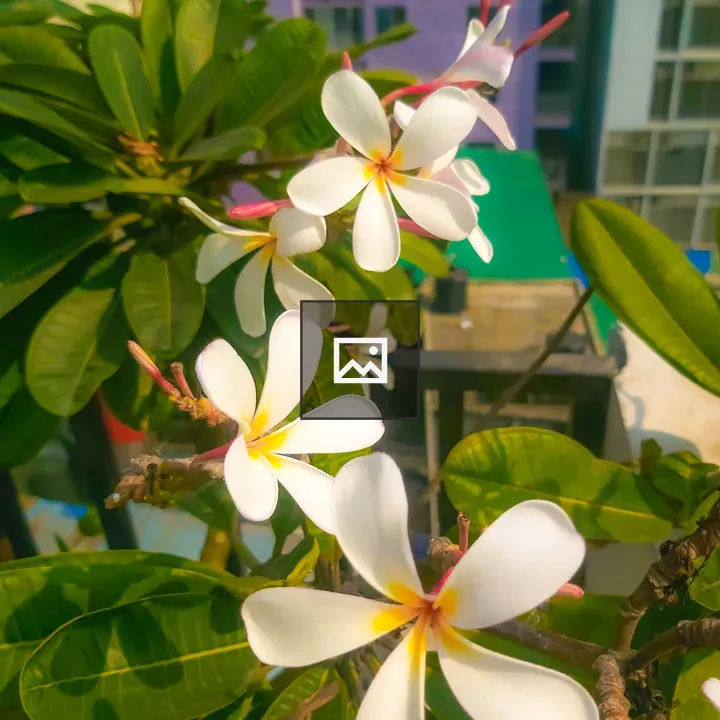 Plumeria Flowers Close-Up