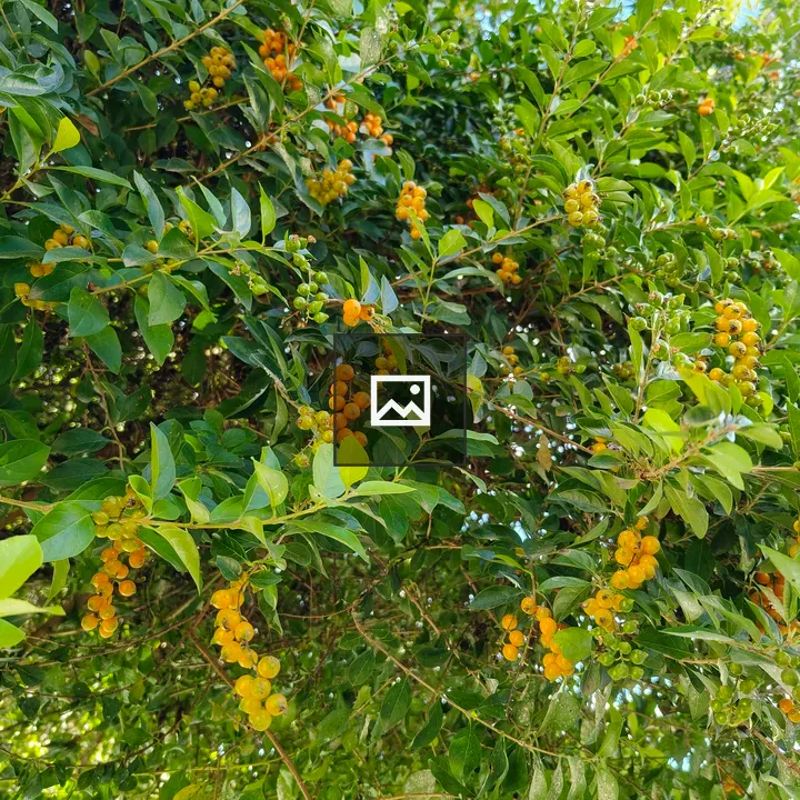 Small round fruits hanging from leaves