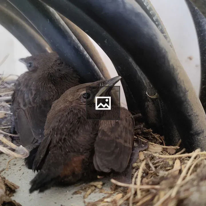Bird on the Nest in Nature