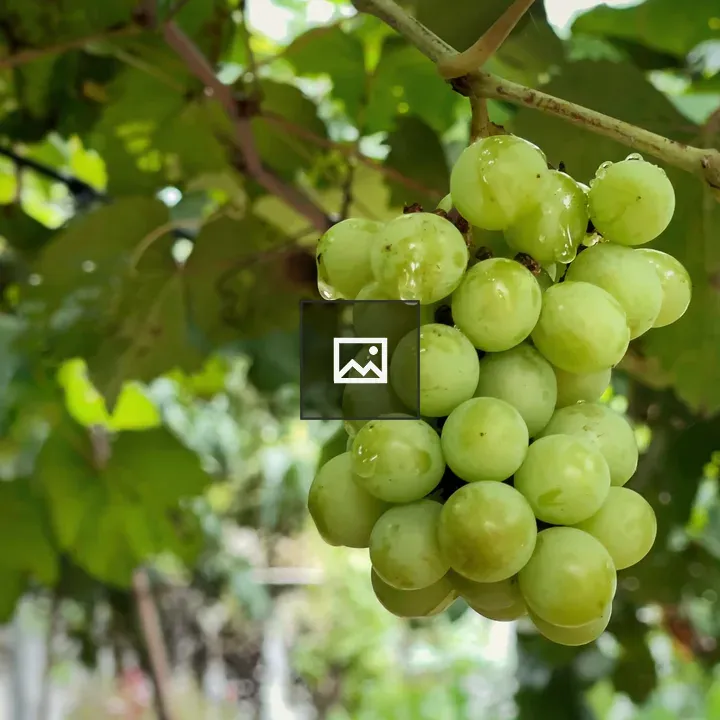 Green Grapes Cluster