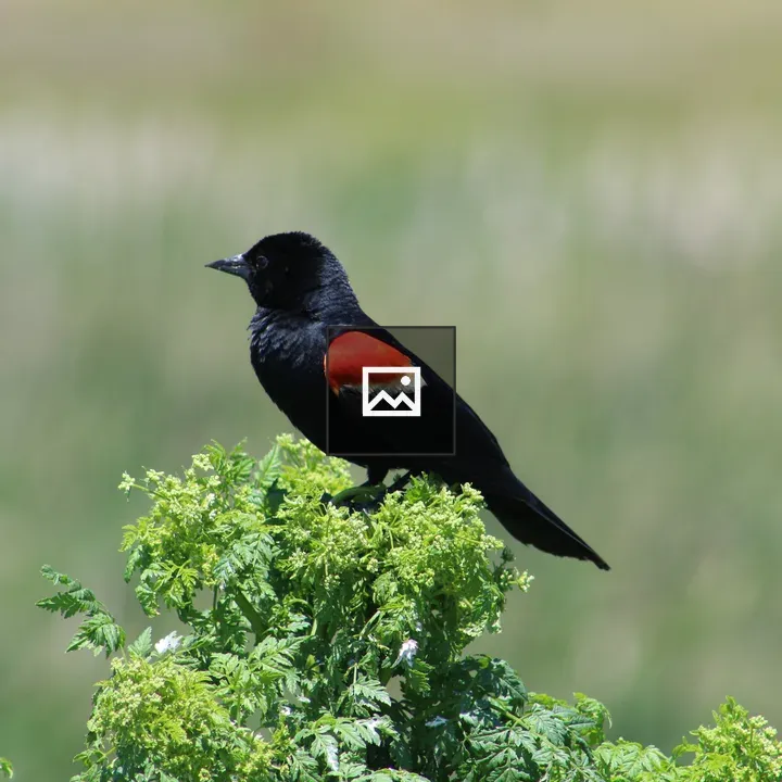 Red-winged Blackbird on a Bush