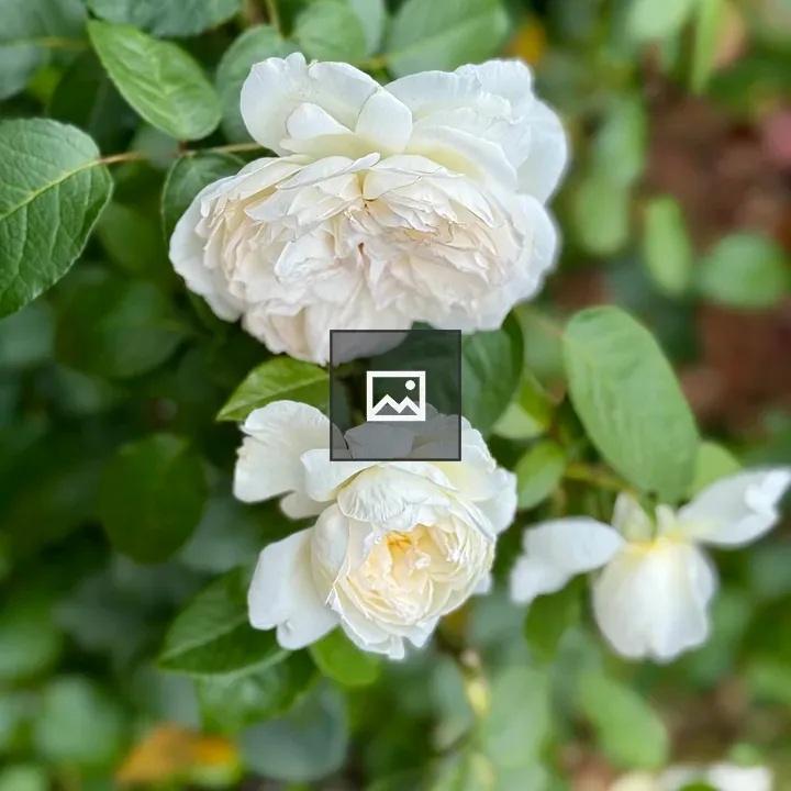Three White Roses