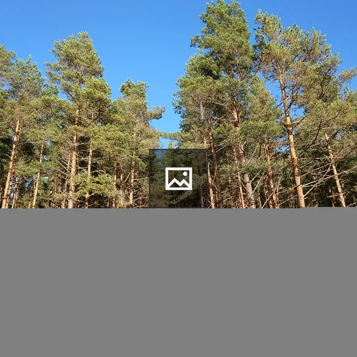 Pine Trees in Forest
