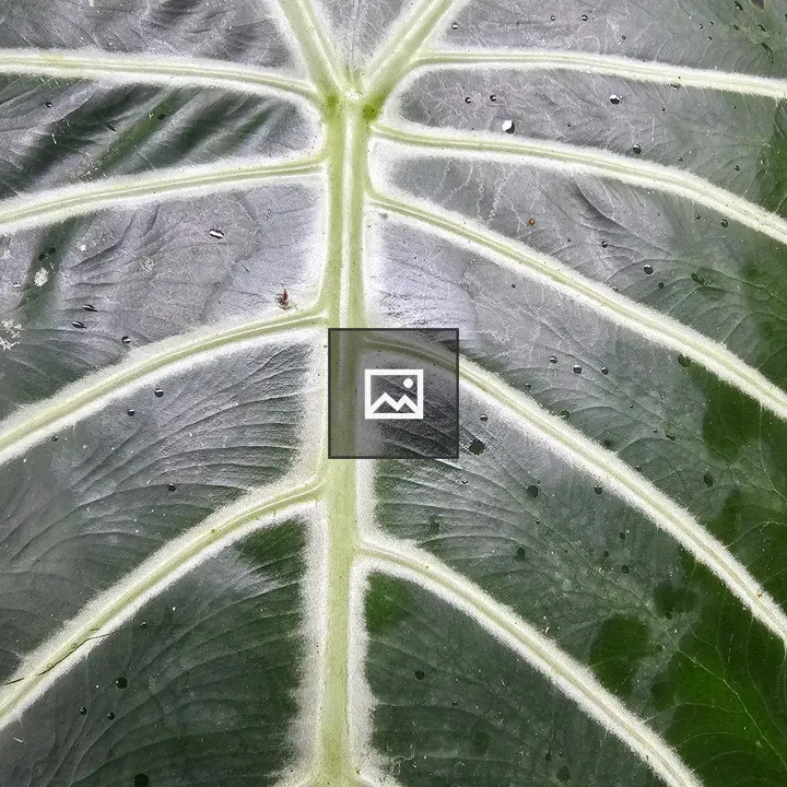 Alocasia Leaf with Rainwater