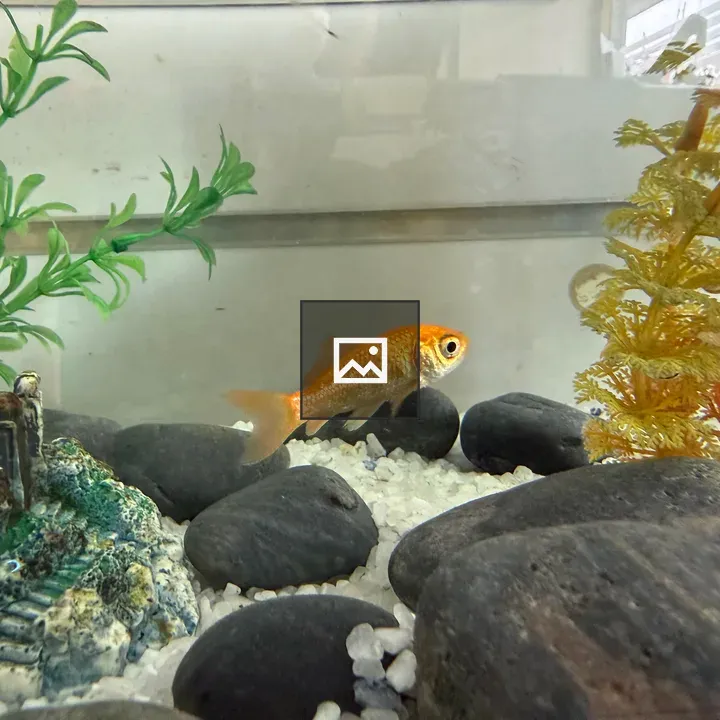 Orange goldfish in aquarium