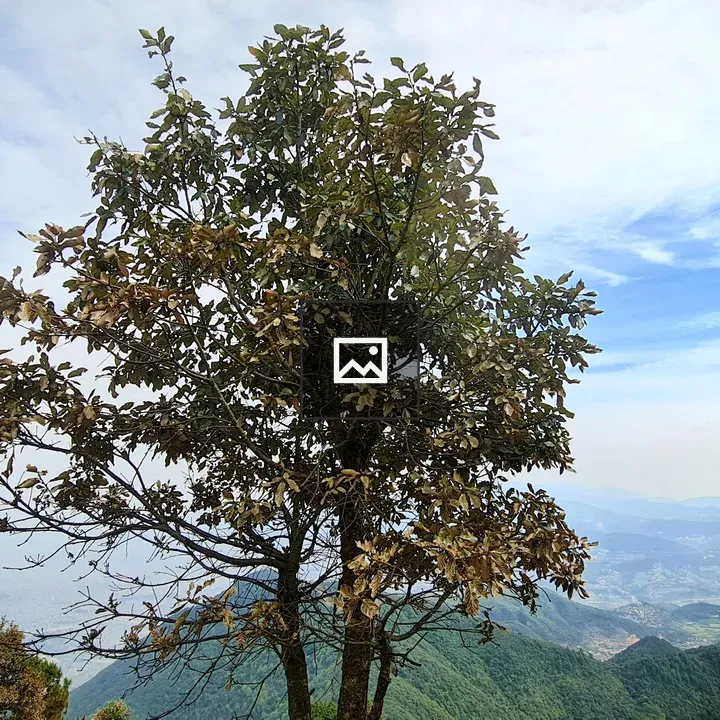 Tree on hill under blue sky