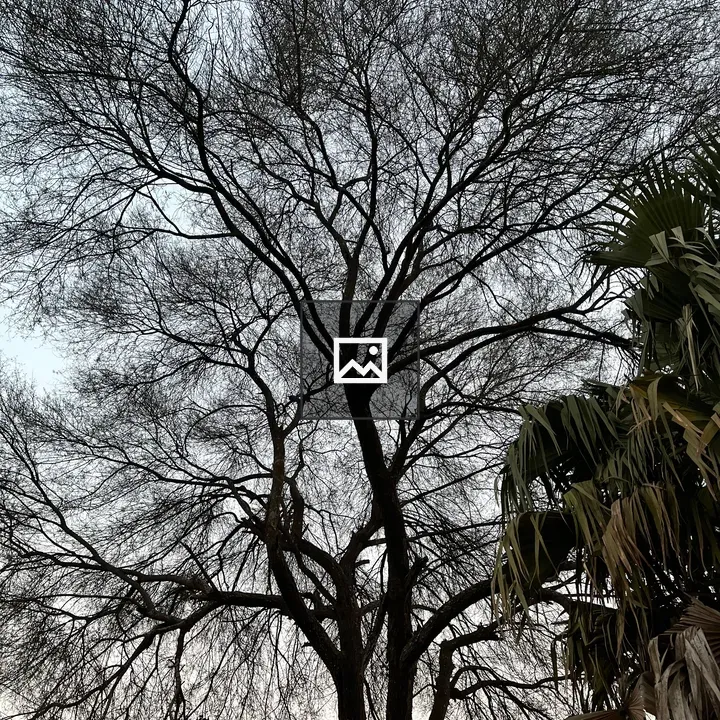 Silhouette Tree Against Pale Sky