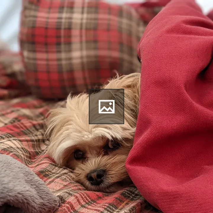 Camping dog waking up