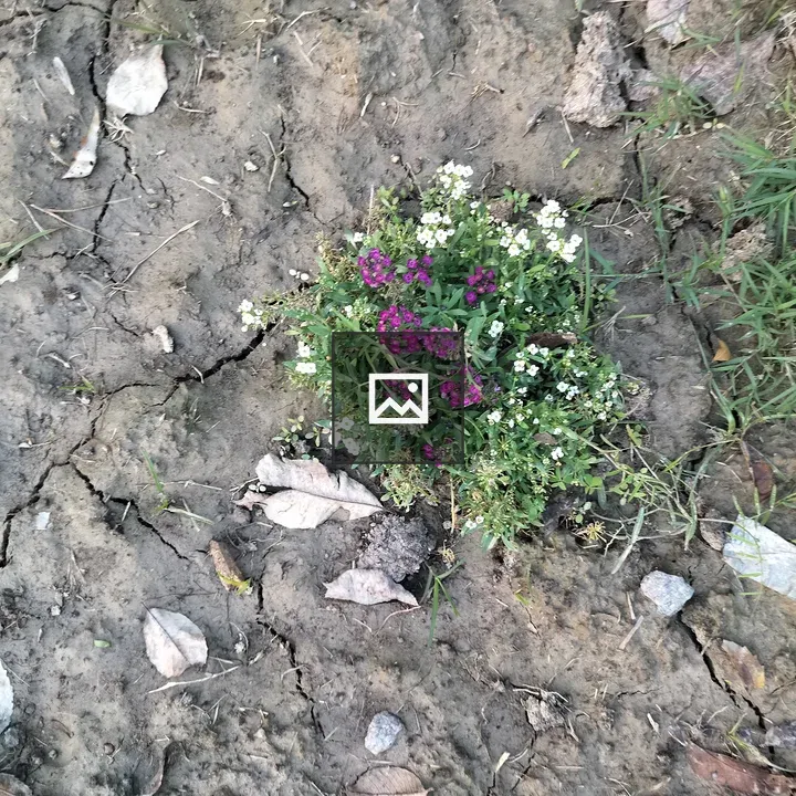 Wildflowers in Cracked Earth