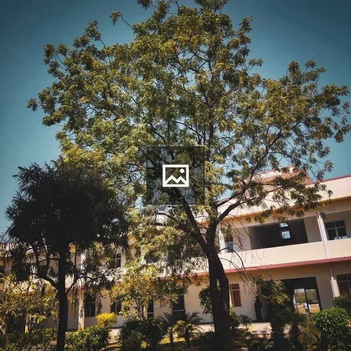 Leafy Tree in Front of Building