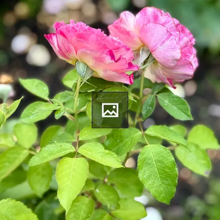 Two pink roses in bokeh
