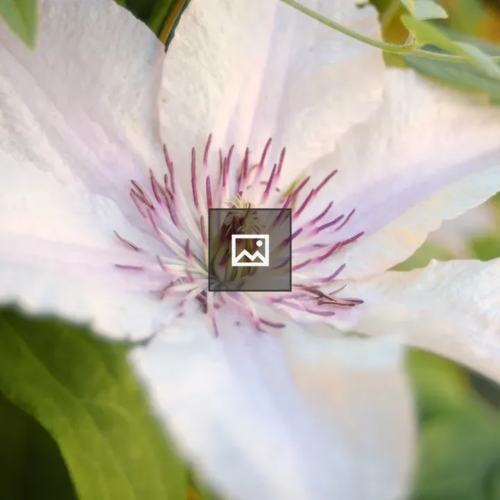 Passiflora flowers