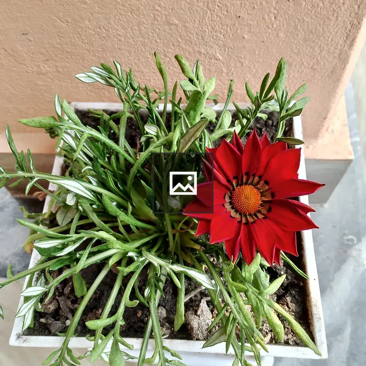 Red Daisy in White Pot