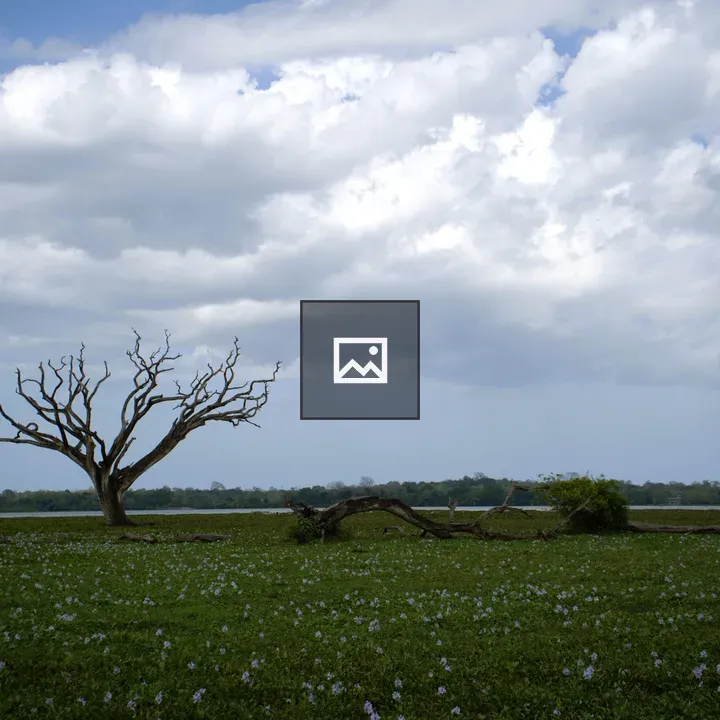 Bare tree in flowering field by lake