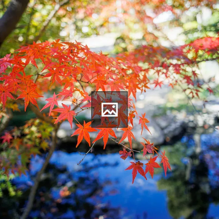 Autumn red maple leaves