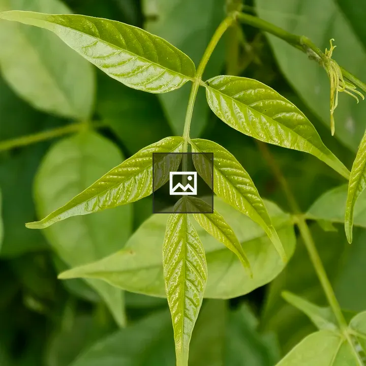 Close-up Green Compound Leaf