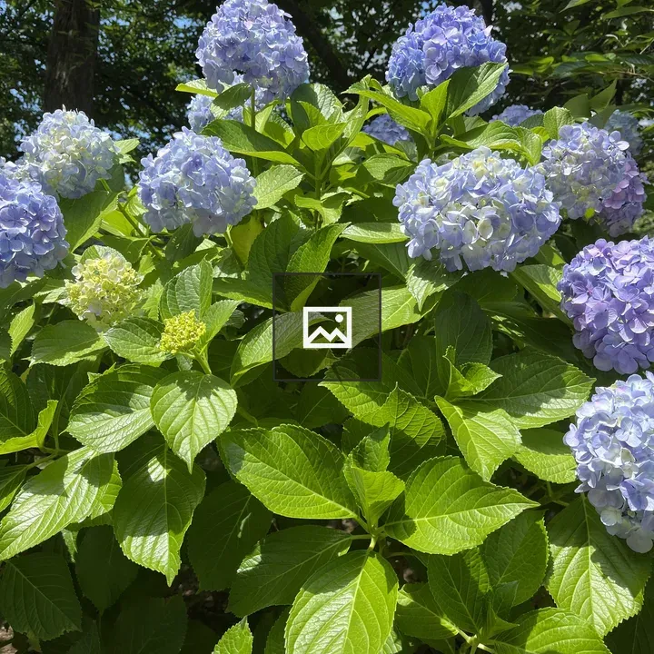 Hydrangea cluster in blue and purple