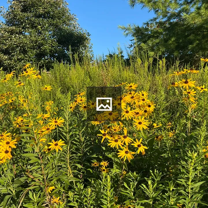 Sweet cone flower among greenery
