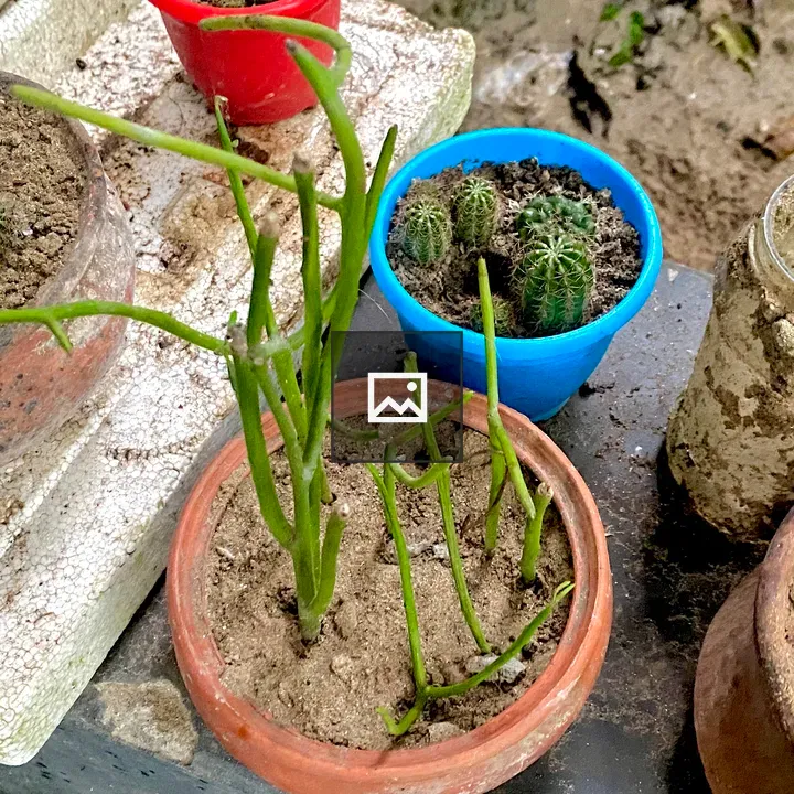 Potted plants with cacti and green stems