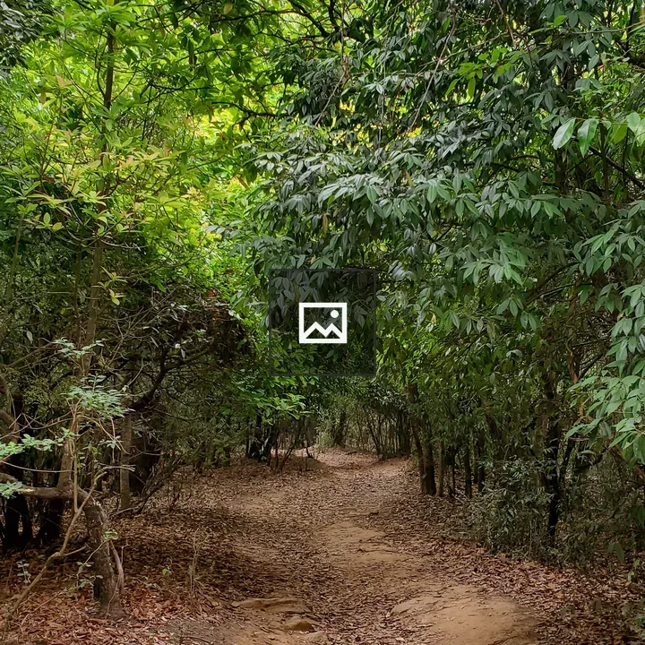 Trail through the forest