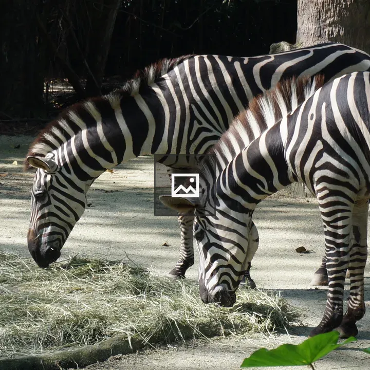 Zebra Eating Grass