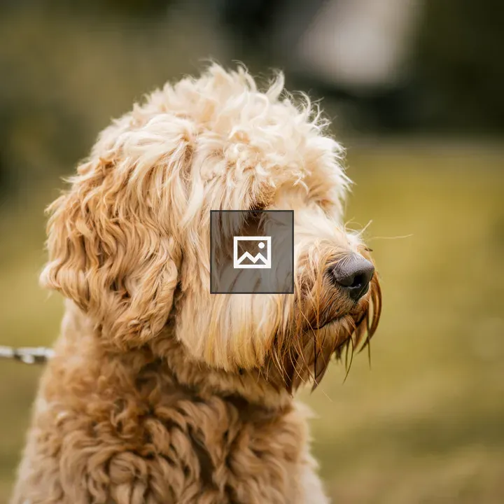 Labradoodle in a Dutch Park