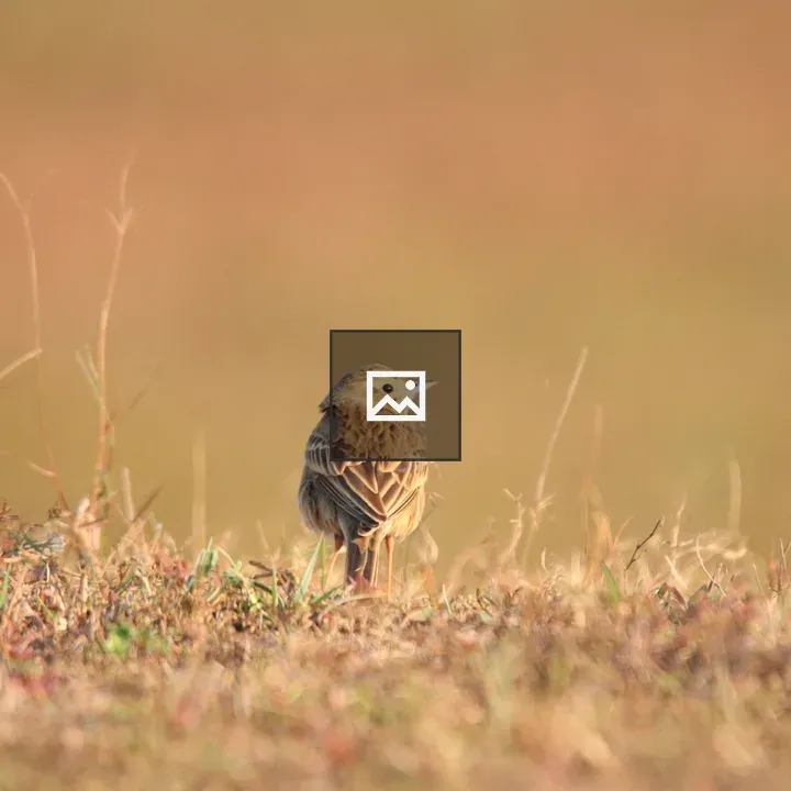 Richard's Pipit in Short Grass